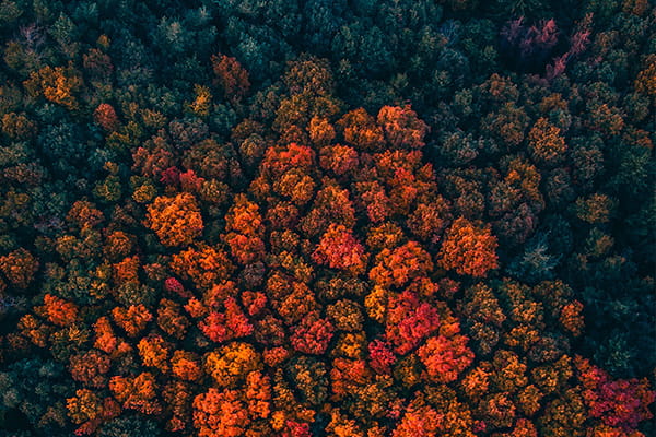 Aerial perspective of trees in autumn