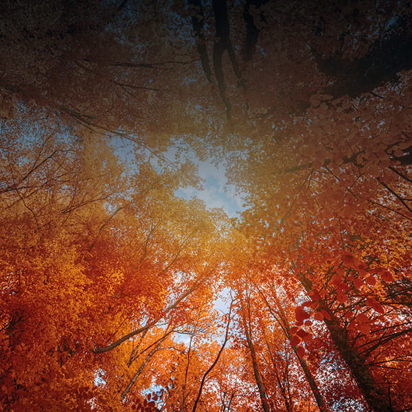 Trees in forest with autumn coloured leaves